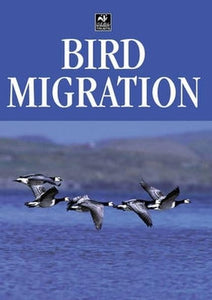 Bird Migration 