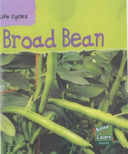 Broad Bean 