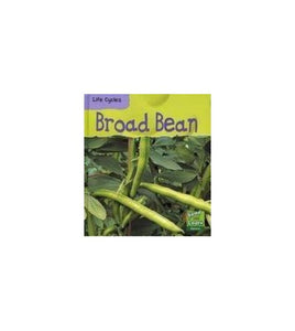 Broad Bean 