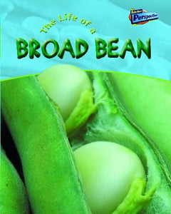 The Life Of A Broad Bean 