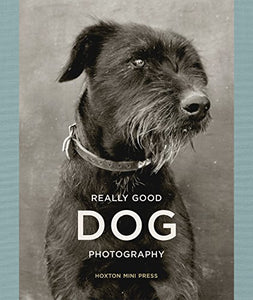 Really Good Dog Photography 