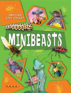 Amazing Life Cycles: Minibeasts 