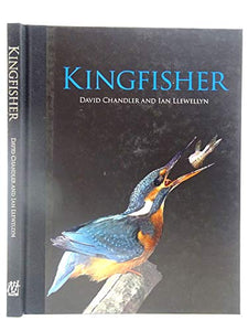 Kingfisher 