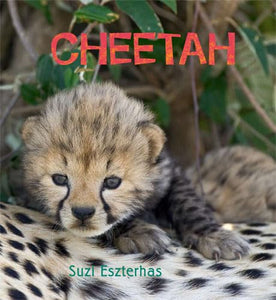 Cheetah 