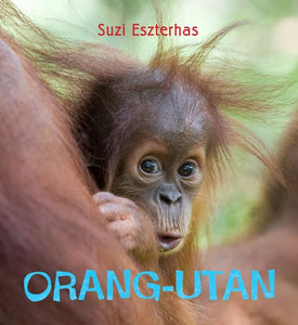 Orang-utan 