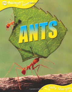 Ants 