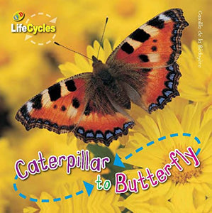 Lifecycles: Caterpillar to Butterfly 