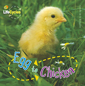 Lifecycles: Egg to Chicken 