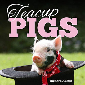 Teacup Pigs 