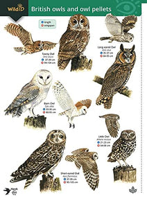 Guide to British Owls and Owl Pellets 