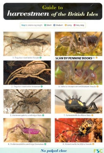 Guide to Harvestmen of the British Isles 