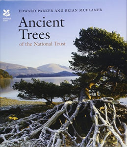 Ancient Trees of the National Trust 