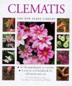 Clematis 