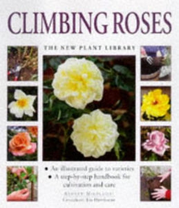 Climbing Roses 