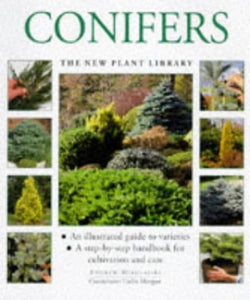 Conifers 