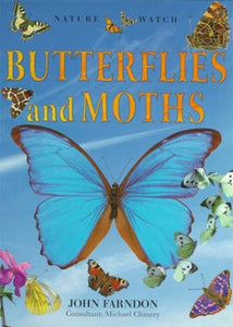 Butterflies and Moths 