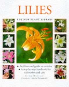 Lilies 