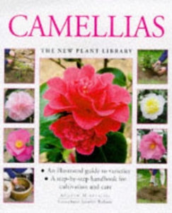 Camellias 