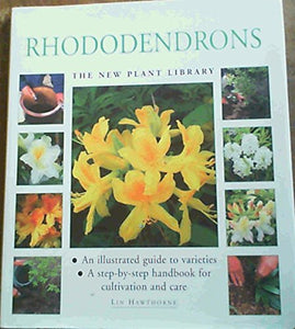 Rhododendrons 