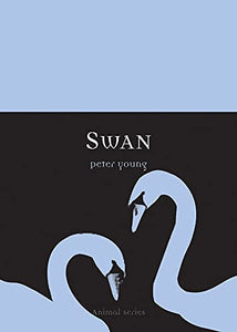 Swan 