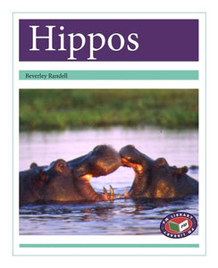 Hippos 