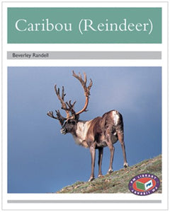 Caribou (Reindeer) 