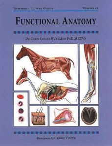 Functional Anatomy 