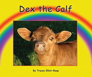 Dex the Calf 