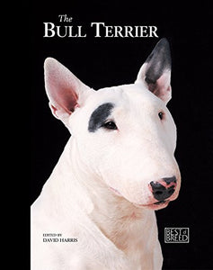 Bull Terrier 