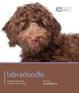 Labradoodle - Dog Expert 