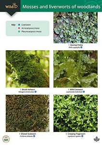 Guide to Mosses and Liverworts of Woodlands 