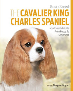 Cavalier King Charles Spaniel Best of Breed 