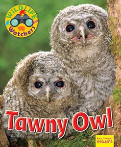 Wildlife Watchers: Tawny Owl 