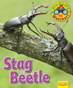 Wildlife Watchers: Stag Beetle 