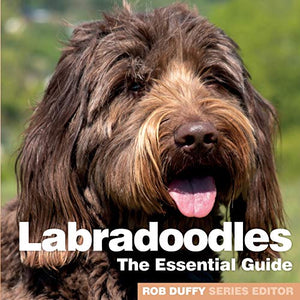 Labradoodles 