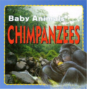 Chimpanzees 