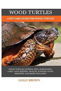 Wood Turtles 