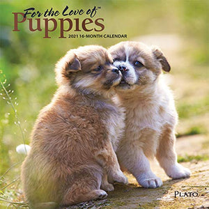 For the Love of Puppies 2021 7 x 7 Inch Monthly Mini Wall Calendar with Foil Stamped Cover by Plato, Animals Dog Breeds Puppies 