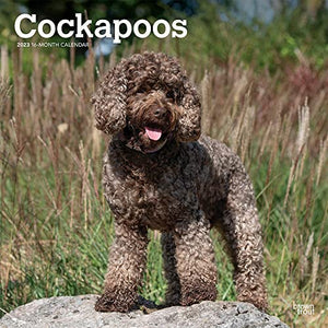 Cockapoo Calendar 2023: 12 x 24 Inch Large Monthly Wall Calendar and DogDays App from the BrownTrout Dog Calendar Range 