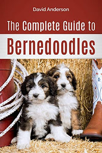 The Complete Guide to Bernedoodles 