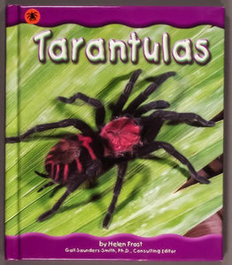 Tarantulas 